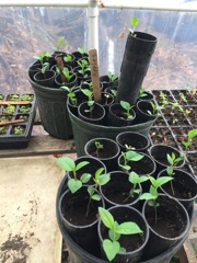 Apple seedlings